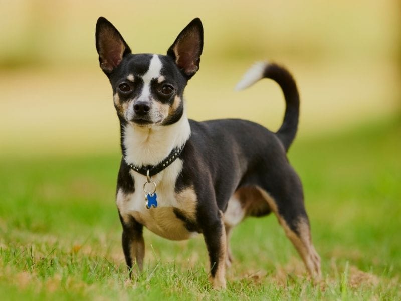 Smooth Coated Chihuahua Dog Breed Guide: Care, training and fun facts