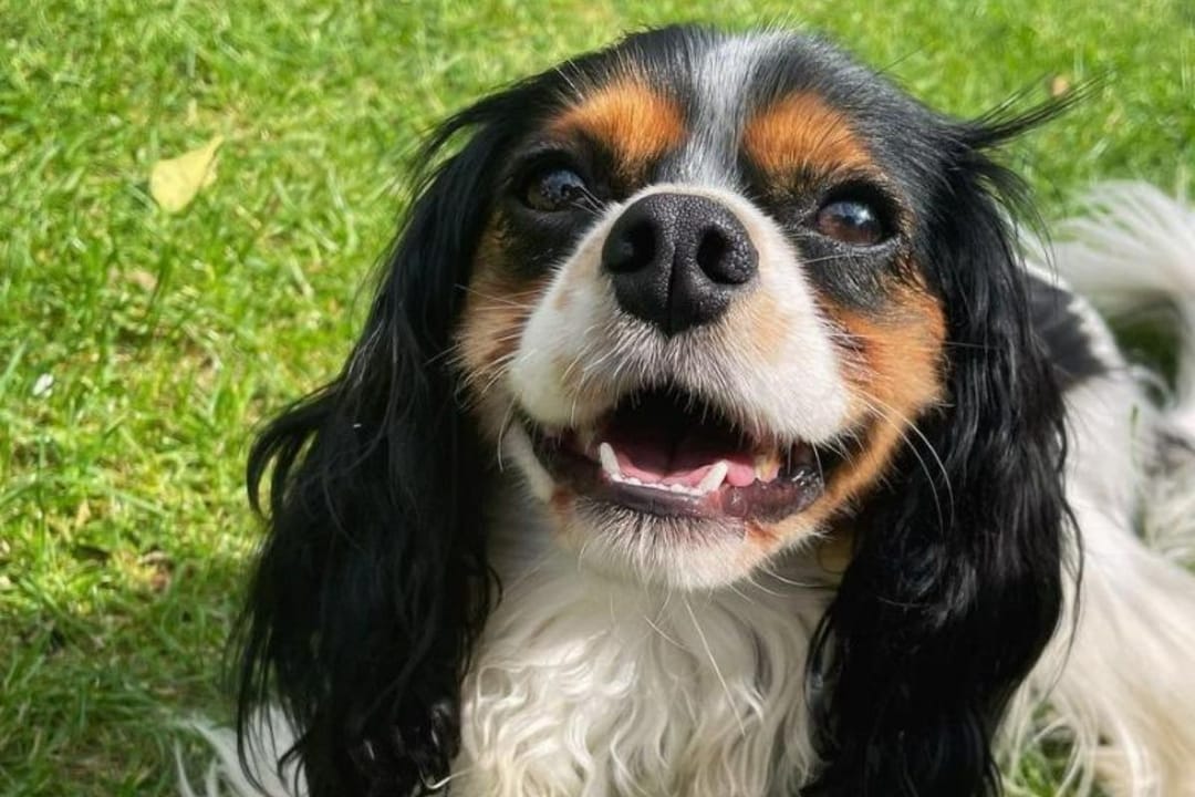 Doggy member Edie, the Cavalier King Charles Spaniel, enjoying an afternoon walk with their borrower