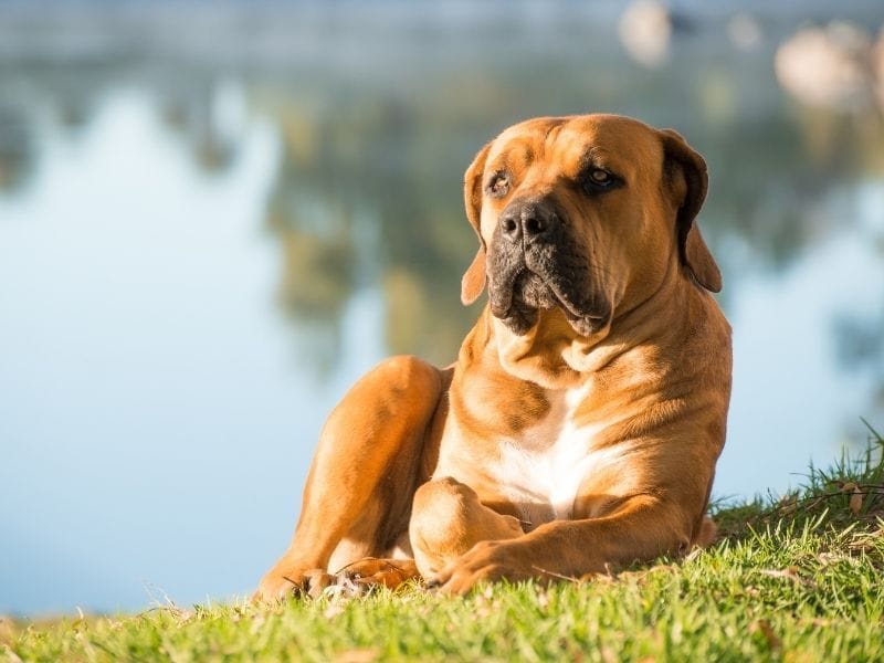 Boerboel breed guide: Care, training, and fun facts