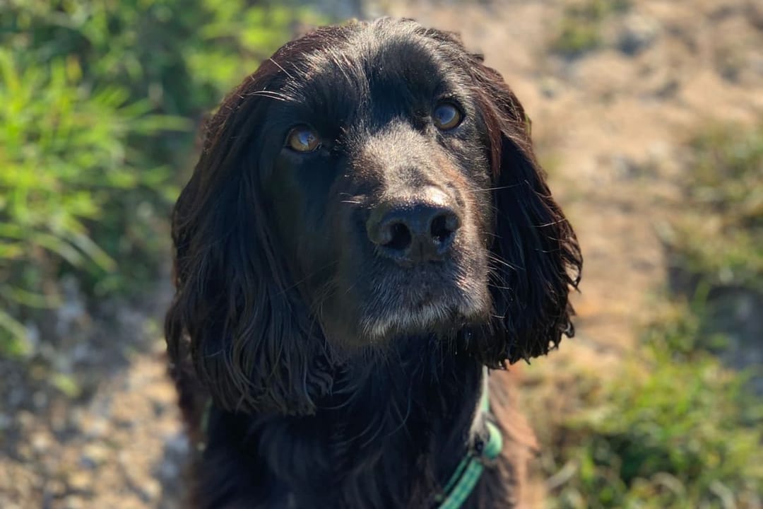 Doggy member Alfie, the Cocker Spaniel, enjoying a morning walk in the sunshine