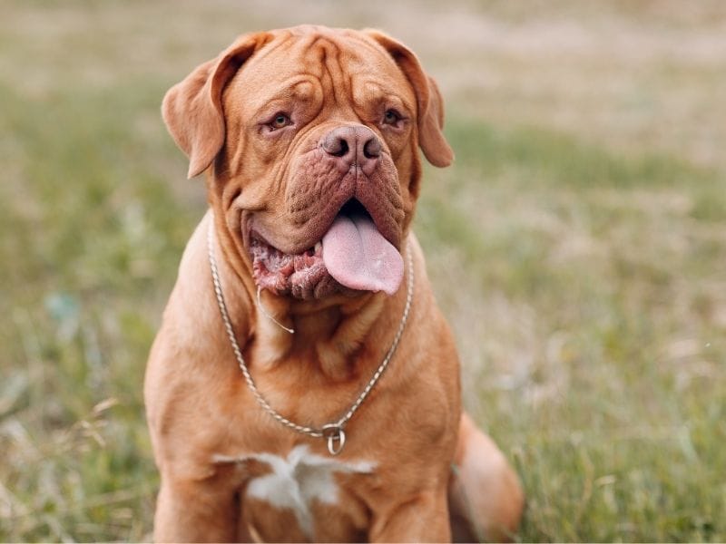 Dogue de Bordeaux Dog Breed Guide: Care, training and fun facts