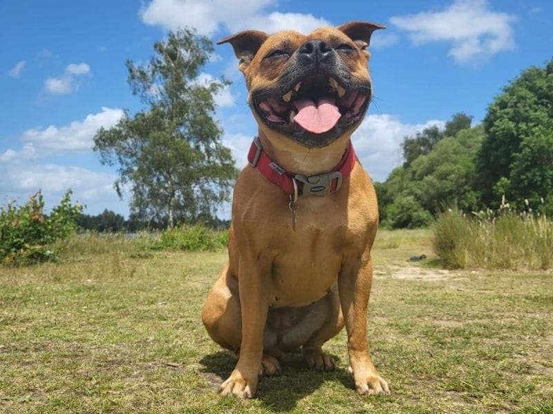Staffordshire Bull Terrier Breed Guide: Care, training and fun facts