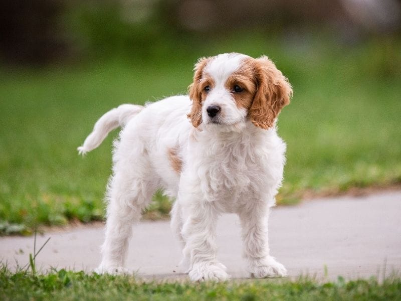 Cavachon Dog Breed Guide: Care, training and fun facts