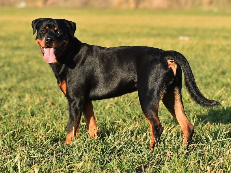 Rottweiler Dog Breed Guide: Care, training and fun facts