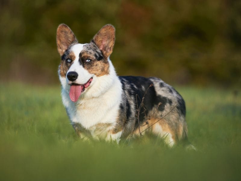 Cardigan Welsh Corgi Dog Breed Guide: Care, training and fun facts