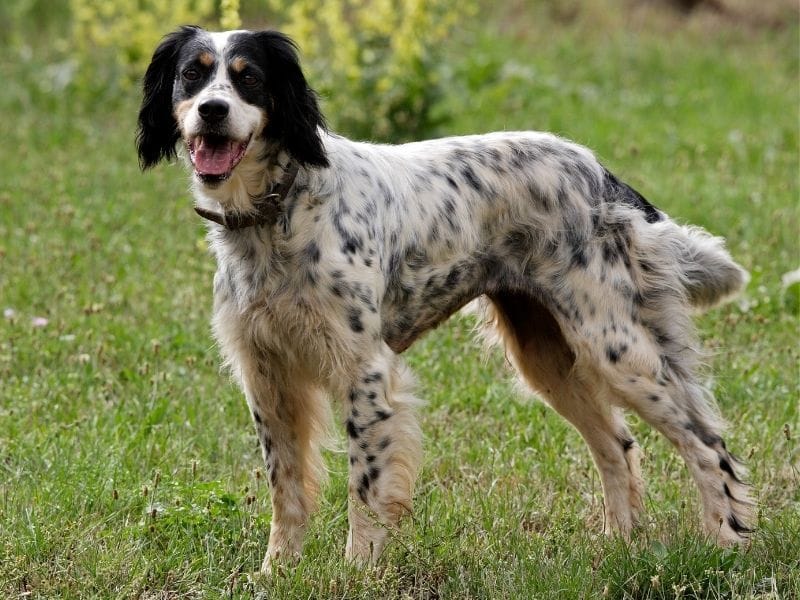 English Setter Dog Breed Guide: Care, training and fun facts