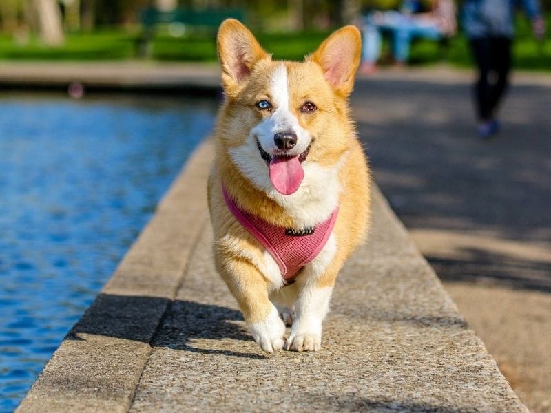 Corgi Dog Breed Guide: Care, training and fun facts