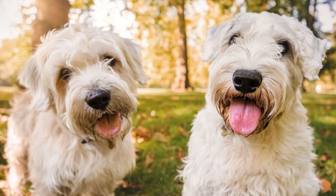 Doggy members Rolo and Monty, the Sealyham Terriers, enjoying a late afternoon walk in the park