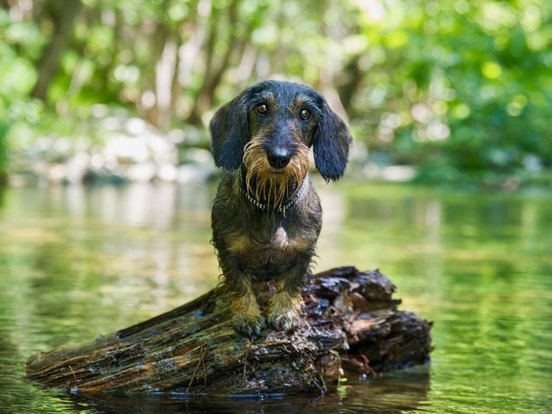 Wire Haired Dachshund Dog Breed Guide: Care, Training and Fun Facts