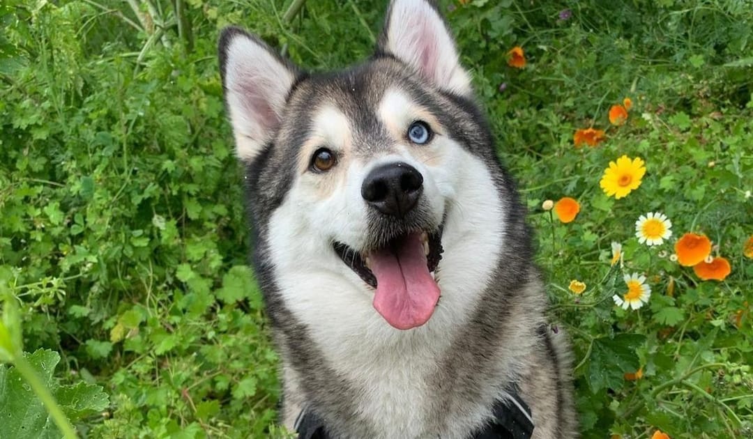 A beautiful Husky with one hazel eye and one blue eye sitting amongst the wild flowers