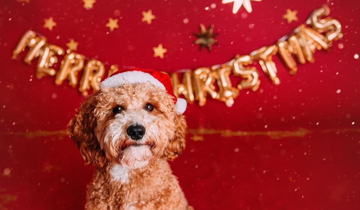 A cute apricot cockapoo sat wearing a santa hat 