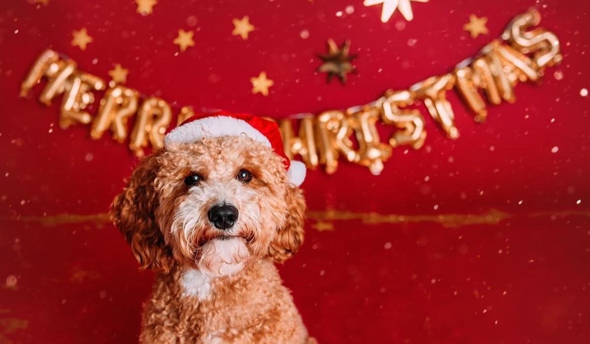 A cute apricot cockapoo sat wearing a santa hat 