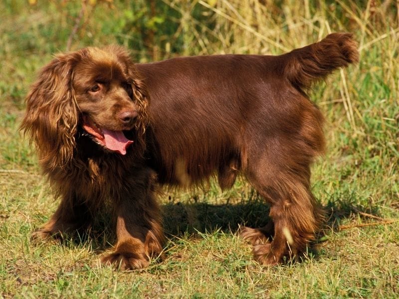 Sussex Spaniel Dog Breed Guide: Care, training and fun facts