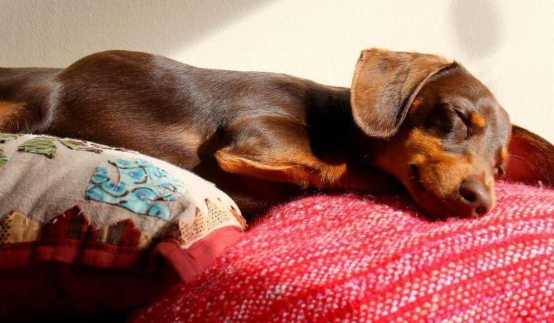 Doggy member Gus, the Miniature Dachshund, sleeping peacefully on a red knitted blanket.