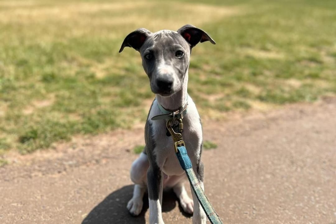 Doggy member Ooty, the Whippet, enjoying an early morning walk on a summer's day