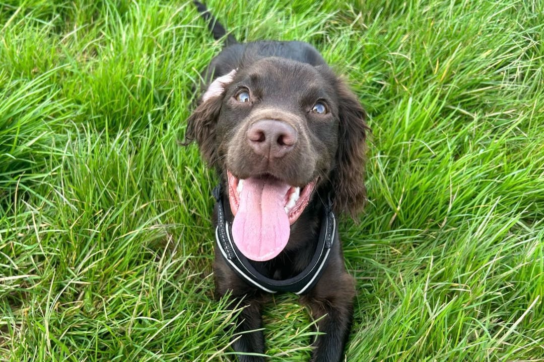 Doggy member Martha, the Sprocker, enjoying a walk in the fields