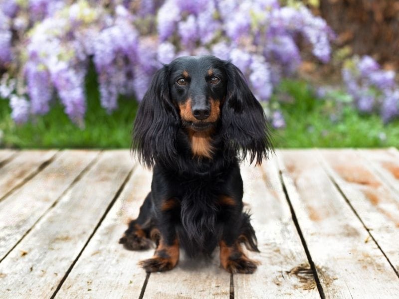 Long Haired Dachshund breed guide: Care, training and fun facts