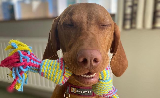 Doggy member Kika, the Hungarian Vizsla holding her tug toy 