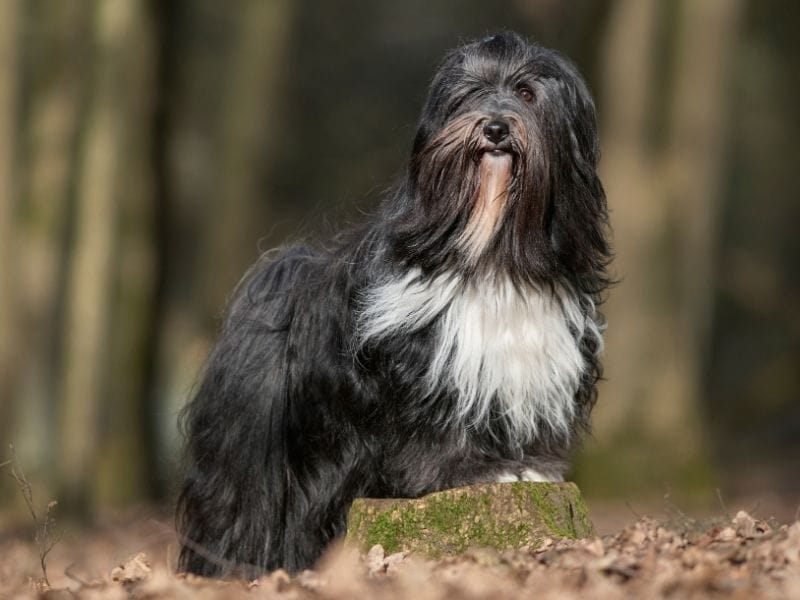 Tibetan Terrier Dog Breed Guide: Care, training and fun facts