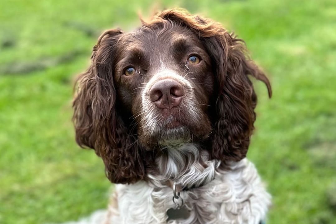 Doggy member Murphy, the English Springer Spaniel, enjoying an evening walk with his borrower