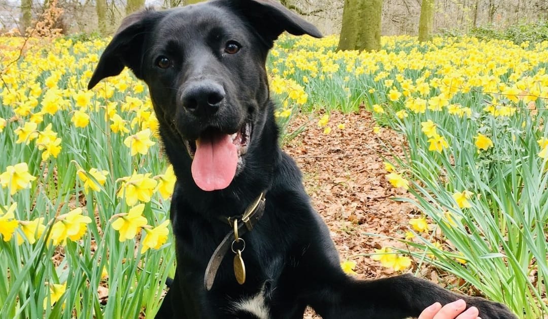Doggy member Obi, the Labrador Retriever, enjoying a walk amongst the daffodils in the woods