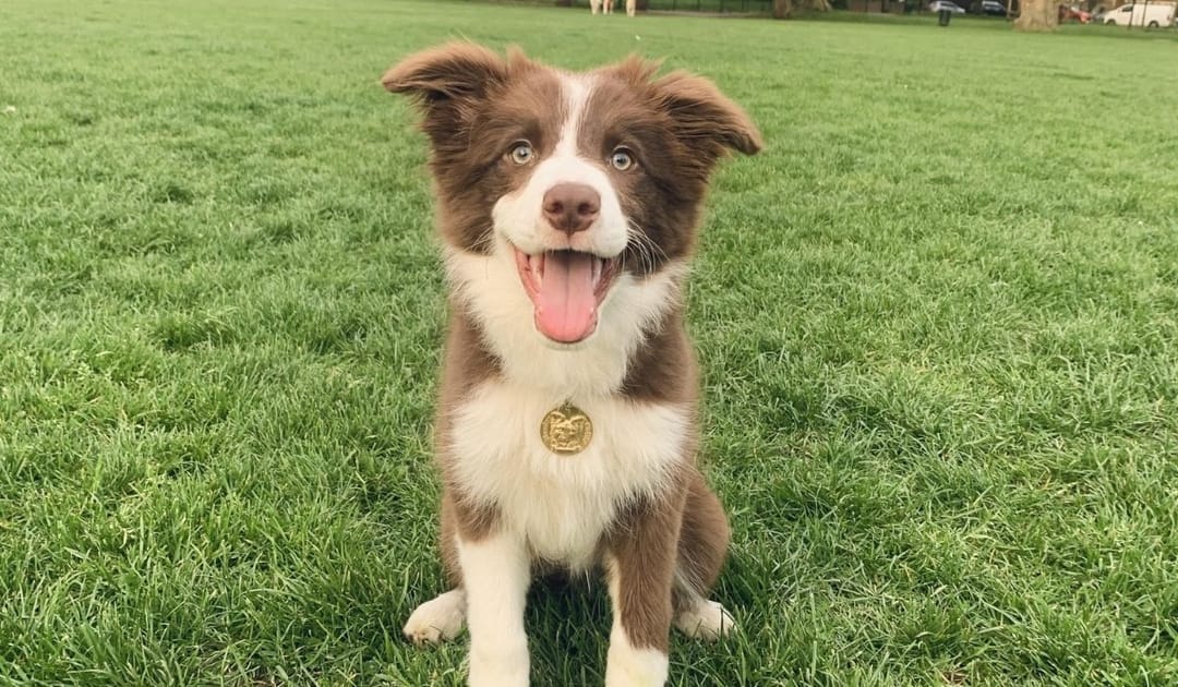 Doggy member Chopsticks, the Border Collie, enjoying an early evening walk with their borrower