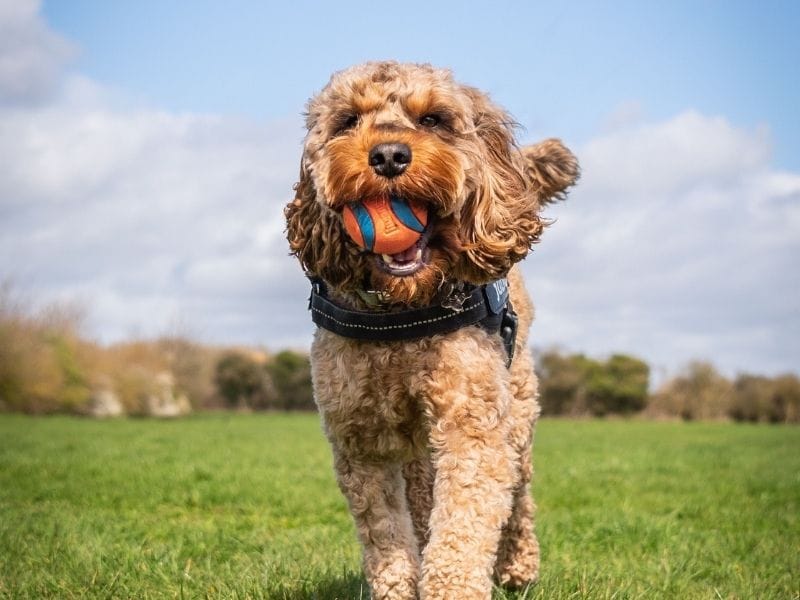Cockapoo Dog Breed Guide: Care, training and fun facts