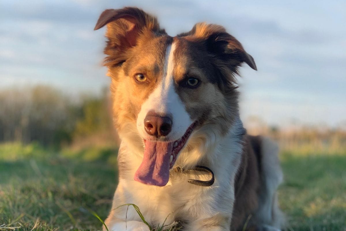 Looking for a dog walker in Lancashire?