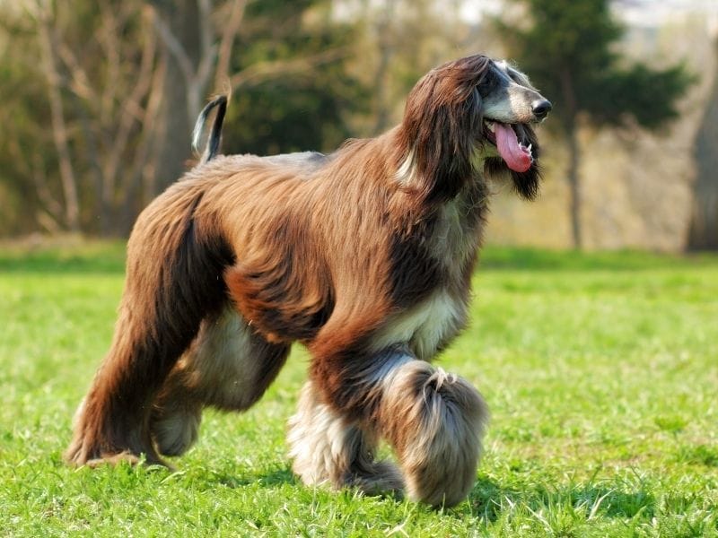 Afghan Hound Dog Breed Guide: Care, training and fun facts
