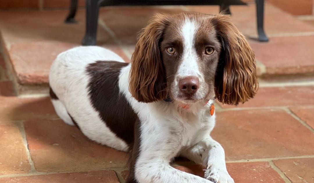 Doggy member Seven, the English Springer Spaniel, lying on the tiled floor at his dog sitters
