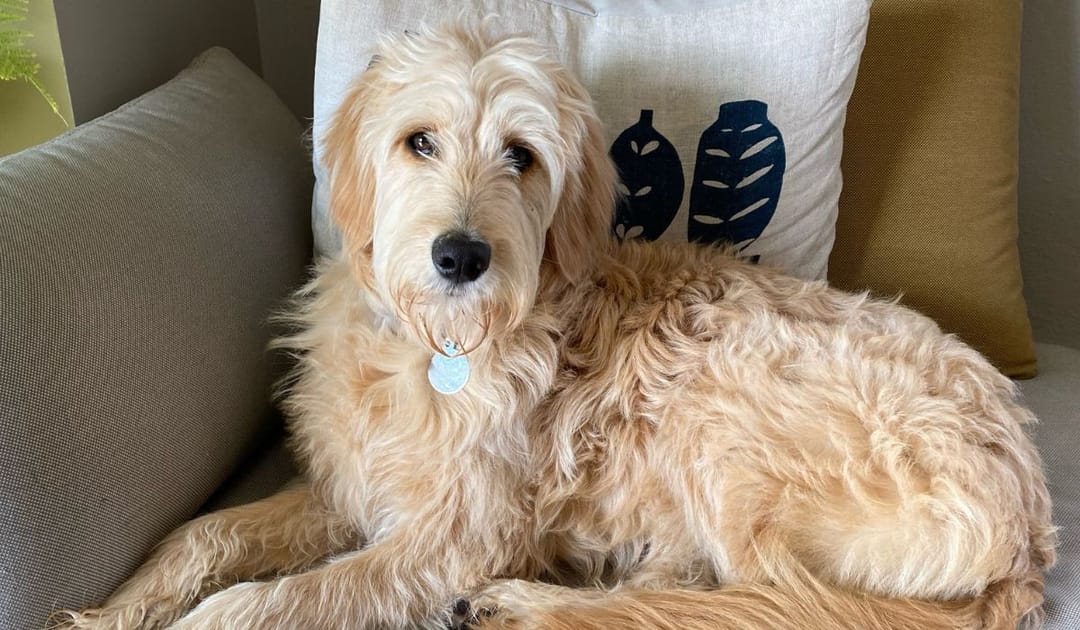 Doggy member Remi, the Goldendoodle, chilling on the armchair