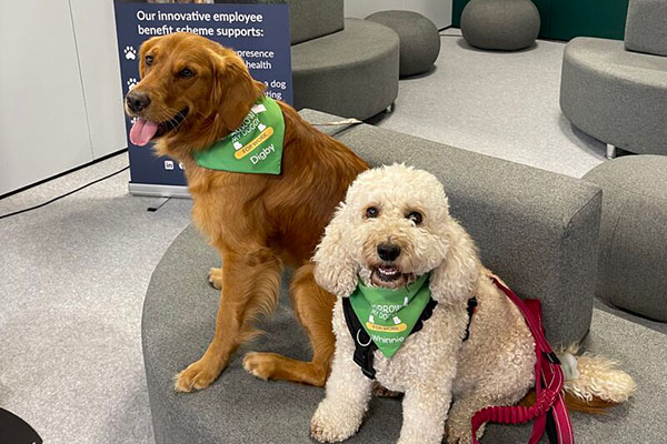 Digby and Whinnie looking cute in BorrowMyDoggy neckerchiefs