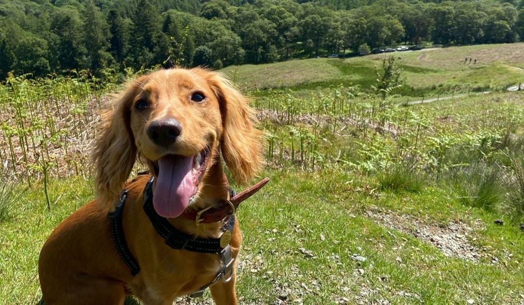 Doggy member Mac, the Cocker Spaniel, enjoying an afternoon walk with his borrower