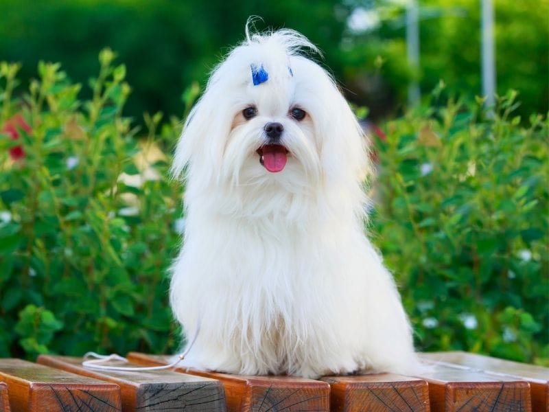 Maltese Dog Breed Guide: Care, training and fun facts