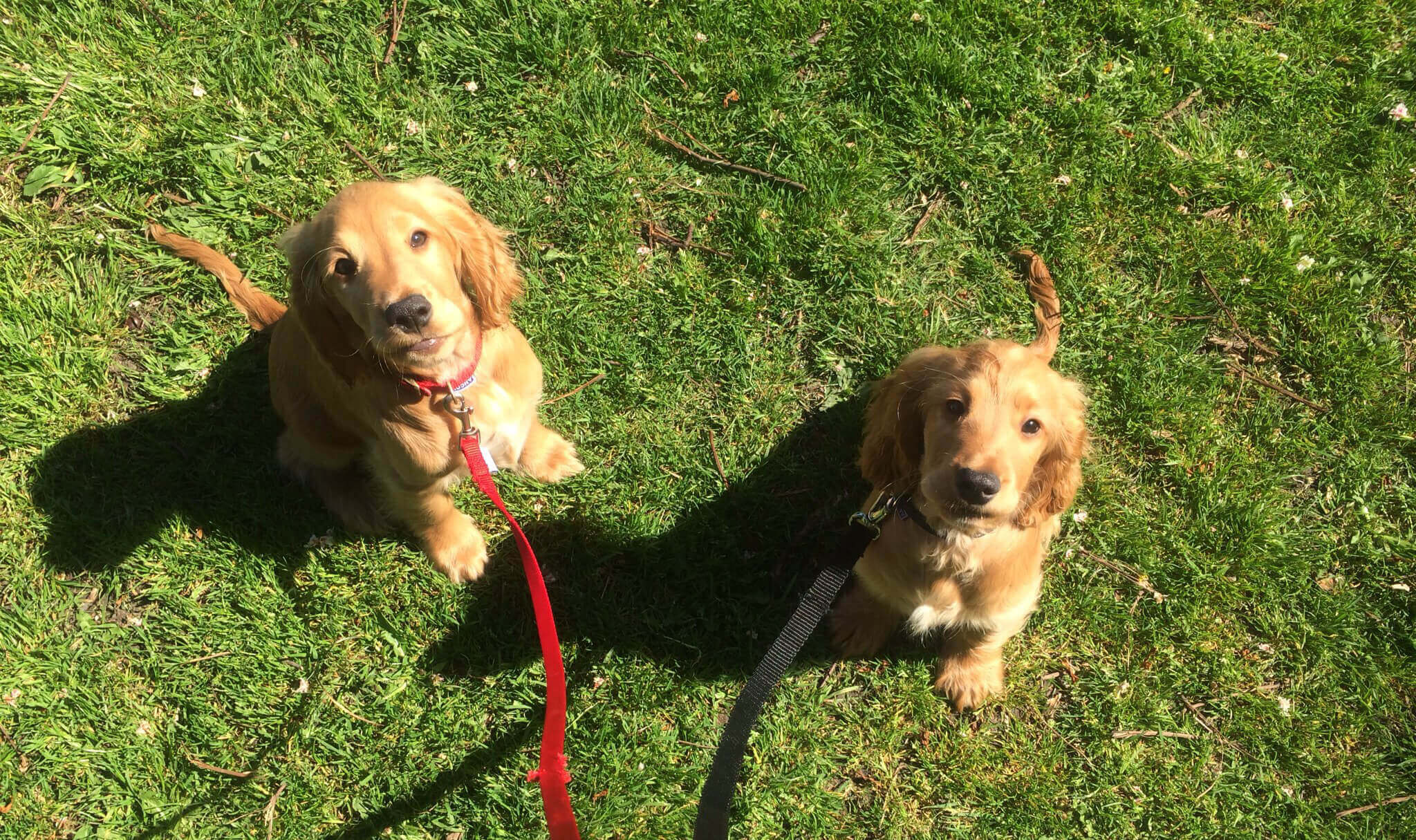 Text to speech not available for this image