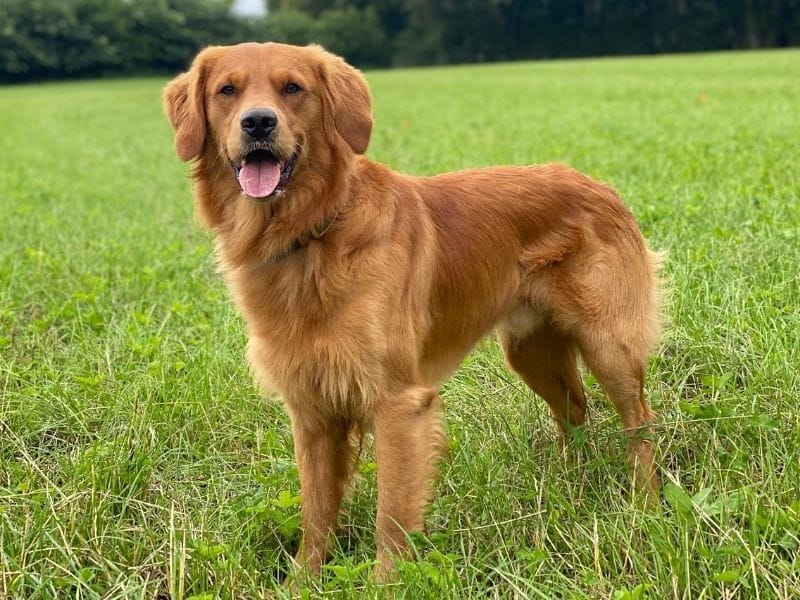 Golden Retriever Dog Breed Guide: Care, training and fun facts