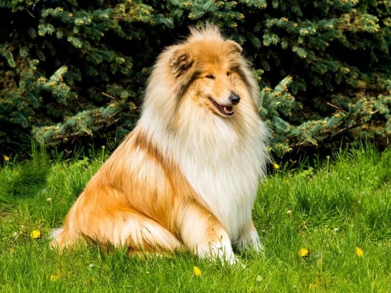 Rough Collie Dog Breed Guide: Care, training and fun facts