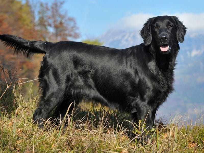 Flat Coated Retriever breed guide: Care, training and fun facts