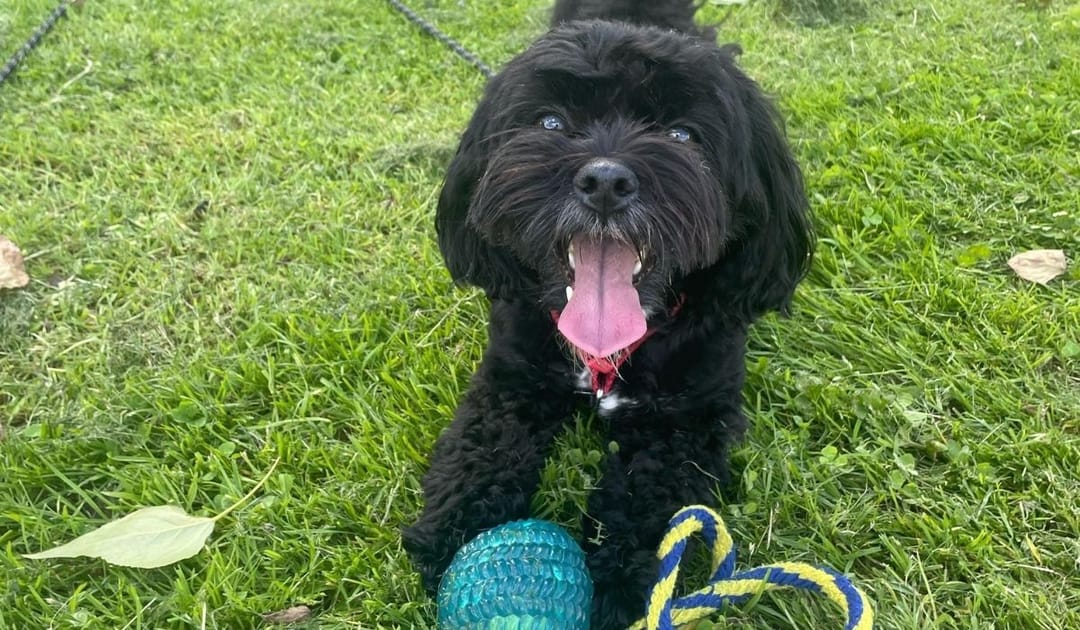Doggy member Buzz, the Shih-poo, enjoying a game of fetch on his walkies