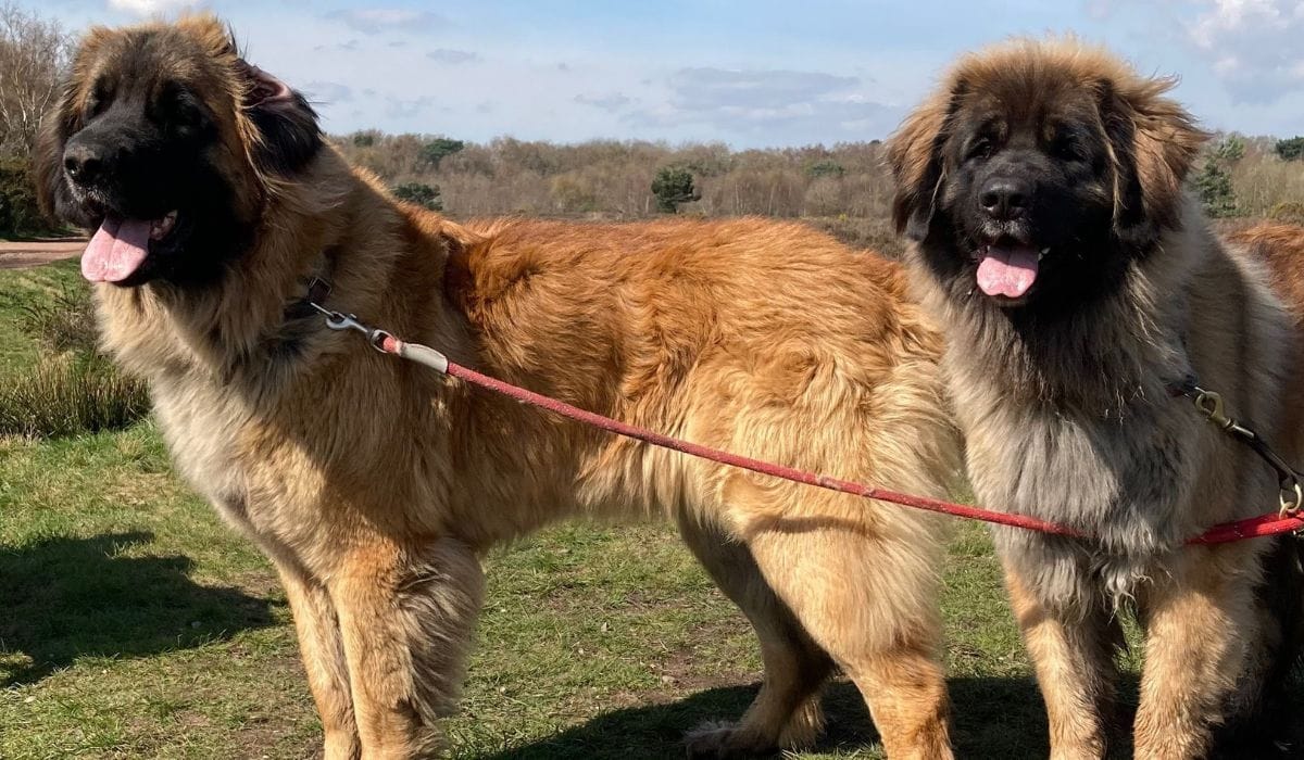 Leonberger Dog Breed Guide: Care, training and fun facts