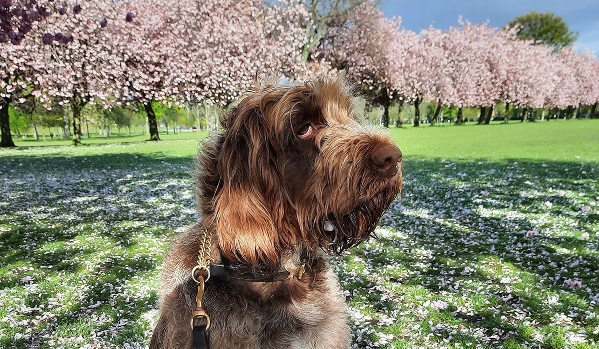 Springtime Hazards for Dogs