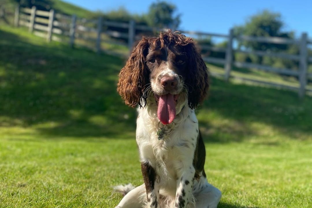 Doggy member Meeko, the English Springer Spaniel, enjoying the sunshine on a walk