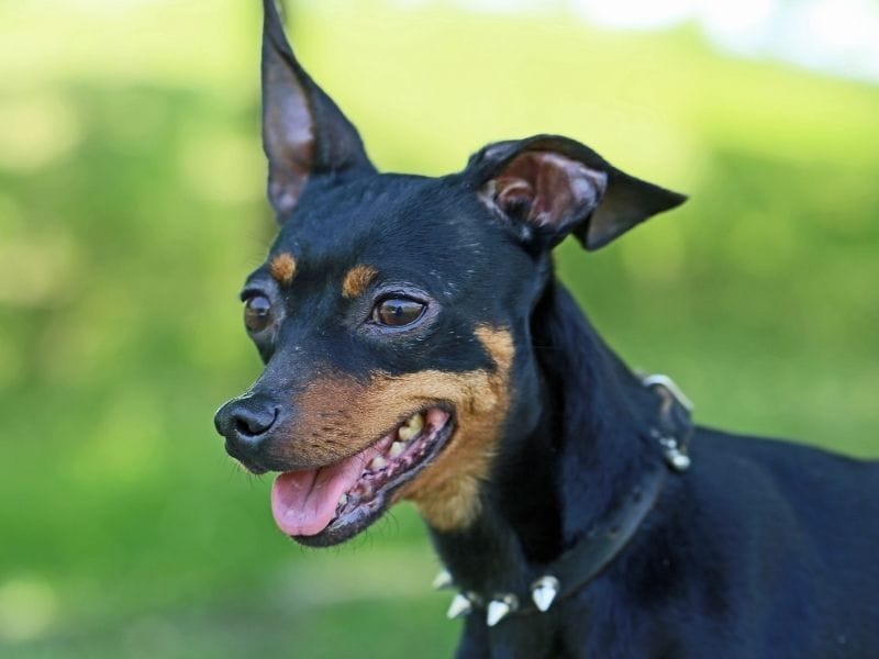 Miniature Pinscher Dog Breed Guide: Care, training and fun facts