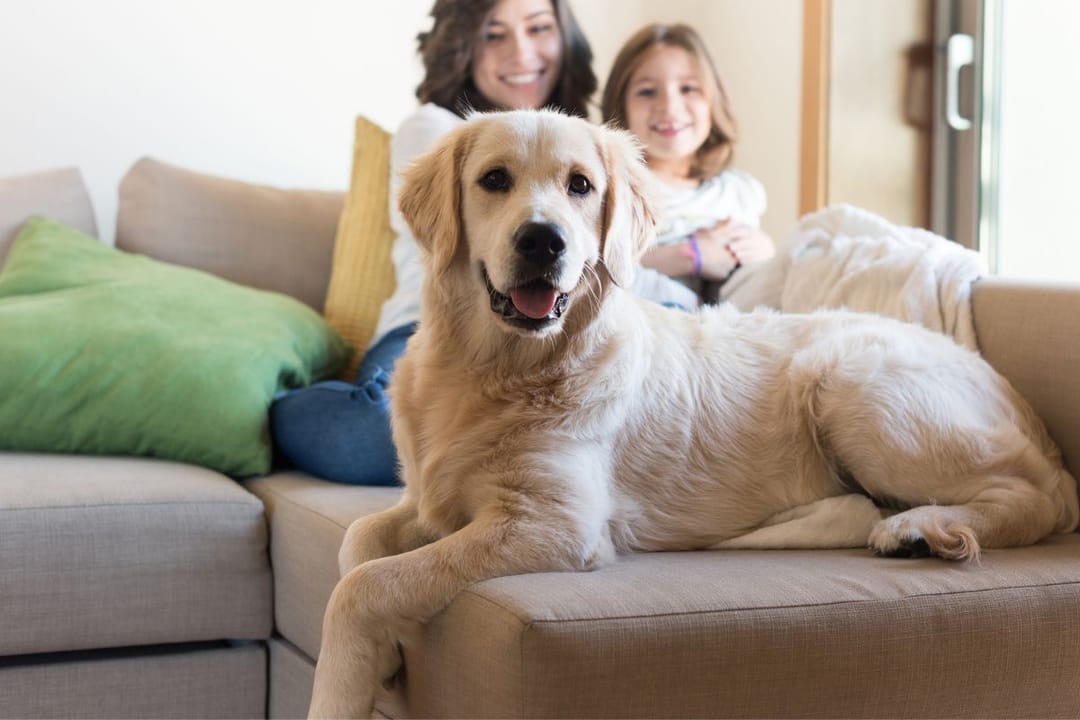 A happy Golden Retriever sits on the sofa in front of a young woman and her daughter