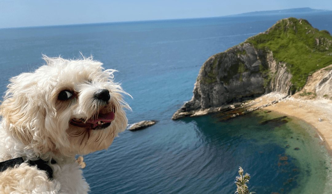 A fluffy, white pooch is standing on the cliff top looking out to the gorgeous, calm, blue sea.