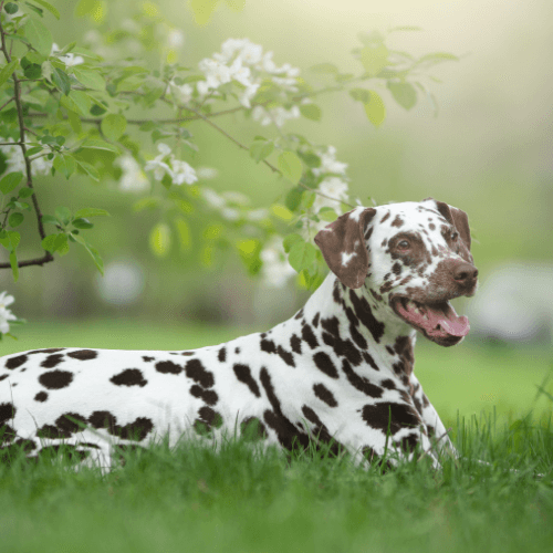 Dalmatian Dog Breed Guide: Care, training and fun facts