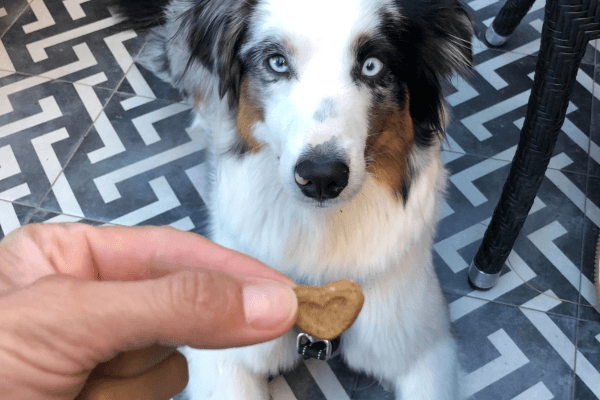 The Best Easter Eggs for Dogs