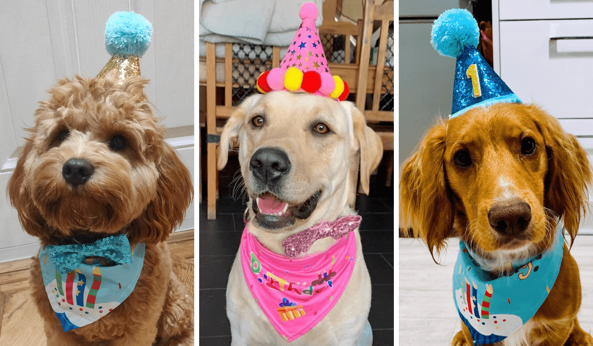 3 gorgeous, happy dogs wearing birthday party hats and birthday bandanas