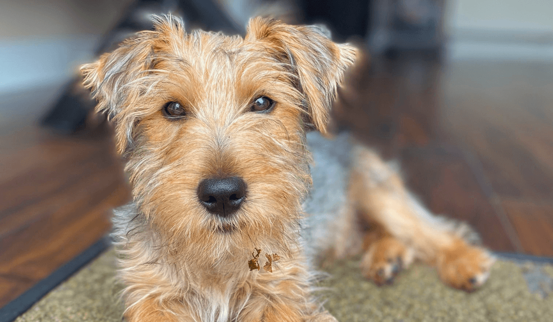 Doggy member Albie, the Cross Breed lying down in the living room at his dog sitters