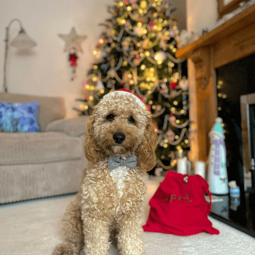 Christmas gifts for dogs